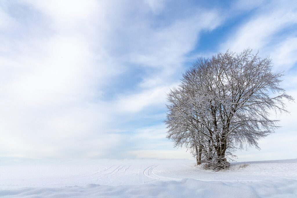 Winter in Neuwühren. Einsame Baumgruppe im Schnee.