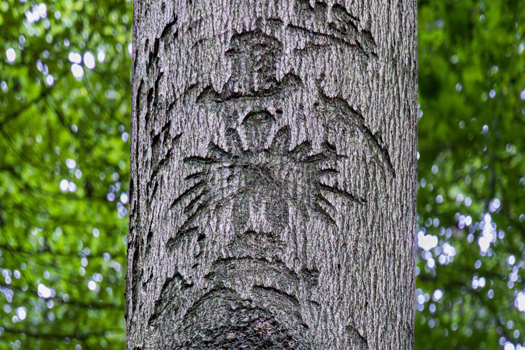 Der in einen Baum eingeritzte Reichsadler in Kiel