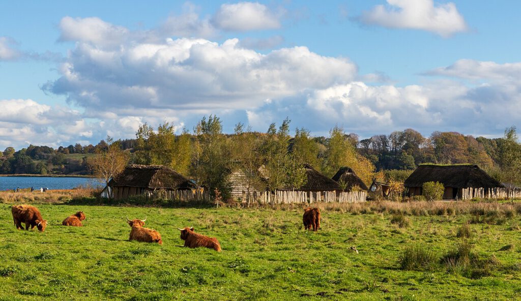 Fernaufnahme der rekonstrueiretn Siedlung. Links ist das Haddebyer Noor zu sehen, an dem der Hafen von Haithabu lag. Im Vordergrund grasen Kühe einer kleinwüchsigen, aber robusten Rasse, die wohl auch zu Wikingerzeiten gezüchtet wurde.