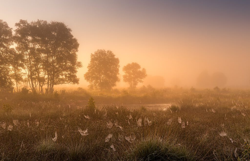 Aufnahme der vernebelten Landschaft am Ewigen Meer bei Sonnenaufgang. Eine Baumreiche zieht sich quer durch das Bild. Im Vordergrund ist eine Sumpflandschaft zu sehen, in der zahlreiche Spinnennetze mit Tau zu erkennen sind.