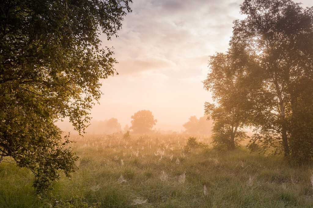 Aufnahme der vernebelten Landschaft am Ewigen Meer bei Sonnenaufgang. Rechts und links rahmen Birken das Bild ein. Im Zentrum sieht man eine wilde Wiese, auf der zahlreiche Spinnengewebe mit Tau bedeckt sind. 