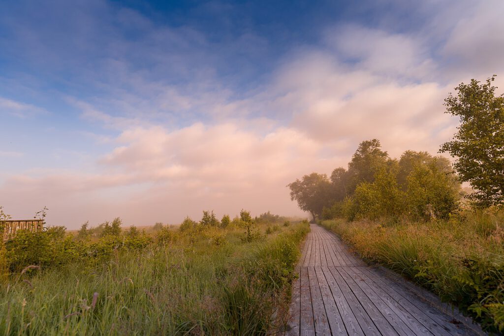 Aufnahme der vernebelten Landschaft am Ewigen Meer bei Sonnenaufgang. Rechts  rahmen Birken das Bild ein.Ein Bolhlenweg lenkt den Blick zum Horizont.