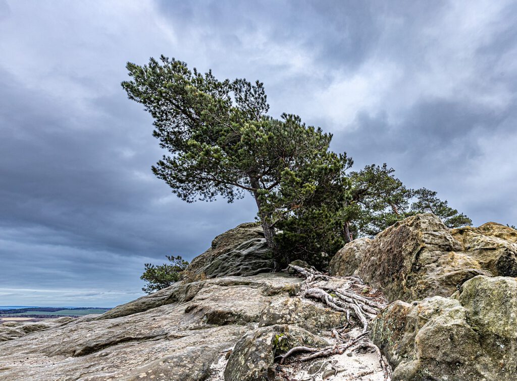 Ein schräg gewachsener Baum am Hamburger Wappen im Harz, einer markanten Felsformation mit drei felsigen Spitzen. Der Baum neigt sich auffällig zur Seite und bildet einen interessanten Kontrast zu den schroffen Felsen und der umgebenden Natur.