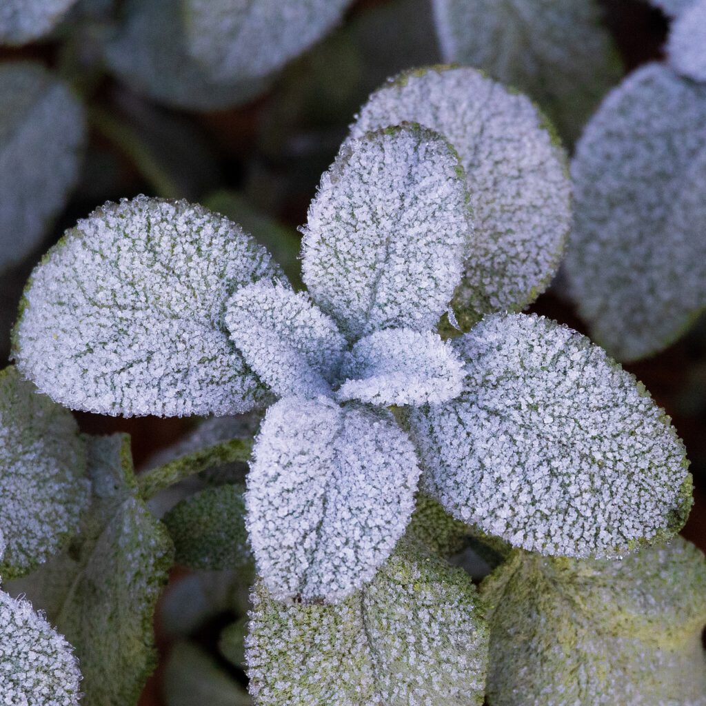 Eine Nahaufnahme von Salbeiblättern, die mit einer dünnen Schicht glitzernden Frosts bedeckt sind. Die kristallinen Strukturen des Eises heben die Textur der Blätter hervor und verleihen der Szene eine winterliche, filigrane Schönheit.