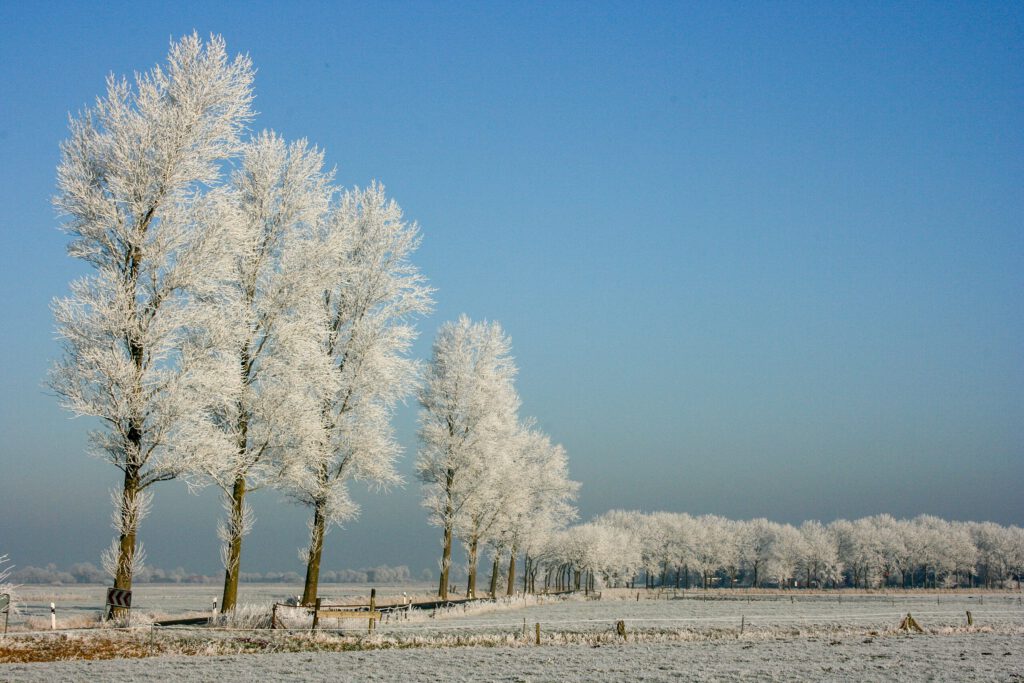 Eine winterliche Landschaft mit einer Reihe von Bäumen, die mit frostigen, schneeweißen Ästen bedeckt sind. Der klare blaue Himmel bildet einen kontrastreichen Hintergrund, während der Boden mit einer dünnen Frostschicht bedeckt ist. Die Szenerie strahlt eine ruhige und friedliche Atmosphäre aus.