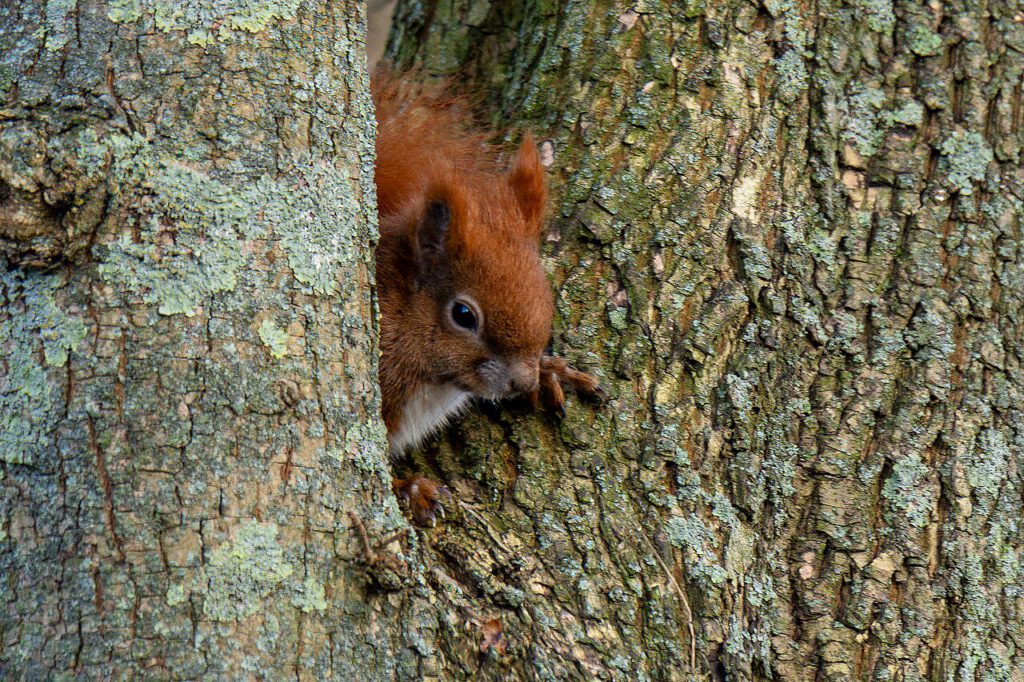 Ein rotes Eichhörnchen lugt neugierig aus einer Spalte in der Baumrinde hervor. Die detailreiche Struktur der Baumrinde mit Flechten und Maserungen bildet einen natürlichen Rahmen für das Tier. Das Eichhörnchen wirkt aufmerksam und wachsam, während sein rötliches Fell einen warmen Kontrast zum Grün und Braun der Baumrinde bildet.