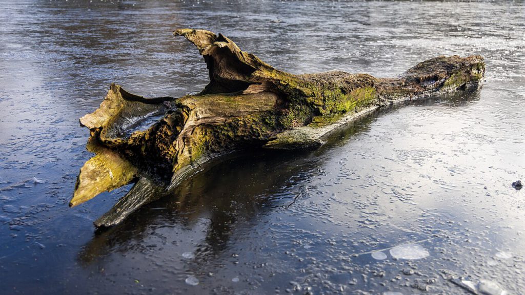 Ein moosbedeckter Baumstamm liegt auf der gefrorenen Oberfläche eines Sees. Das Holz ist verwittert und zeigt markante Formen, die von der Natur geformt wurden. Die eisige Oberfläche des Sees reflektiert das Licht und weist feine Risse und Unebenheiten auf, was der Szene eine raue, winterliche Stimmung verleiht