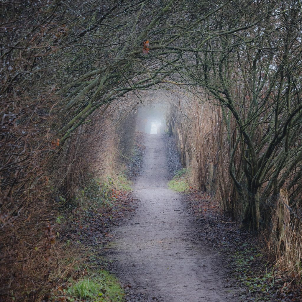 Ein schmaler Wanderweg, der von kahlen, ineinander verwobenen Ästen zu einem natürlichen Tunnel geformt wird. Die Atmosphäre ist neblig, und am Ende des Pfades scheint ein heller Lichtschein durch die dichten Äste. Der Boden ist mit Erde und feuchtem Laub bedeckt, und die umliegende Vegetation ist winterlich karg.