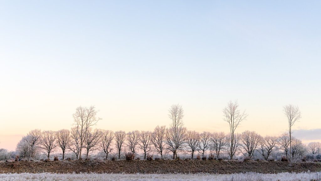 Eine Reihe von kahlen Bäumen, deren Äste leicht mit Frost bedeckt sind, erstreckt sich über eine winterliche Landschaft. Der Himmel zeigt sanfte Pastelltöne in Blau und Rosa, die einen ruhigen Morgenhimmel andeuten. Der Vordergrund ist mit vereistem Gras und einem leicht erdigen Hügel geprägt, was eine friedliche und klare Winteratmosphäre vermittelt.