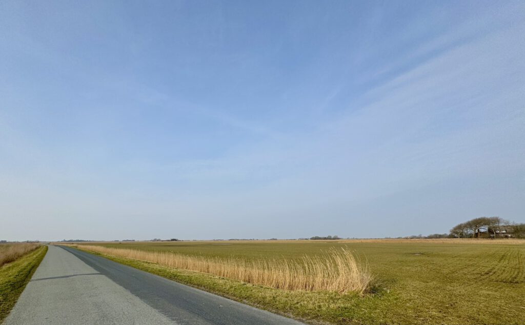 Eine einsame Straße führt durch die weite Landschaft von Pellworm. Links und rechts erstrecken sich grüne Wiesen und hohes Reetgras unter einem klaren blauen Himmel. In der Ferne sind vereinzelt Bäume und Gebäude zu erkennen.